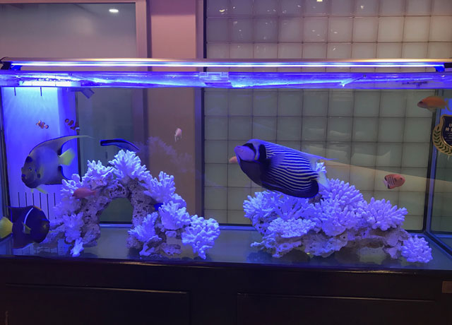 サンゴ礁の魚たち