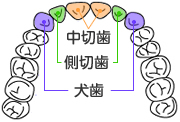 前歯のインプラント治療の費用相場や注意点は?